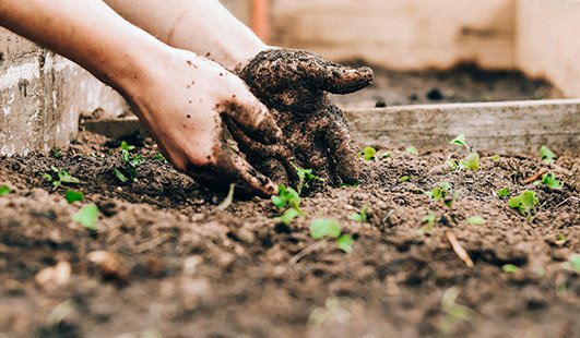 Hybrid Seed Research
