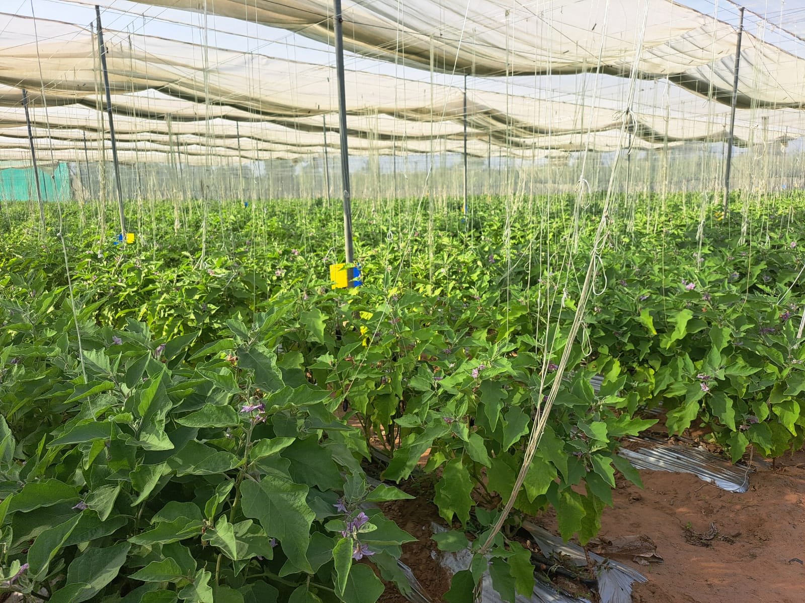 High Yield Farming